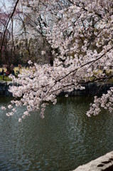 万博公園の桜・その3