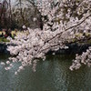 万博公園の桜・その3