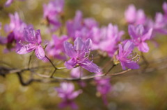 万博公園のヤマツツジ
