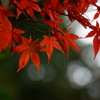 箕面の紅葉