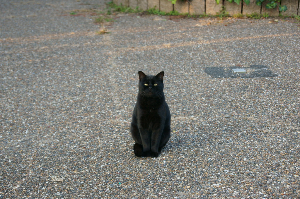 いらっしゃいませ