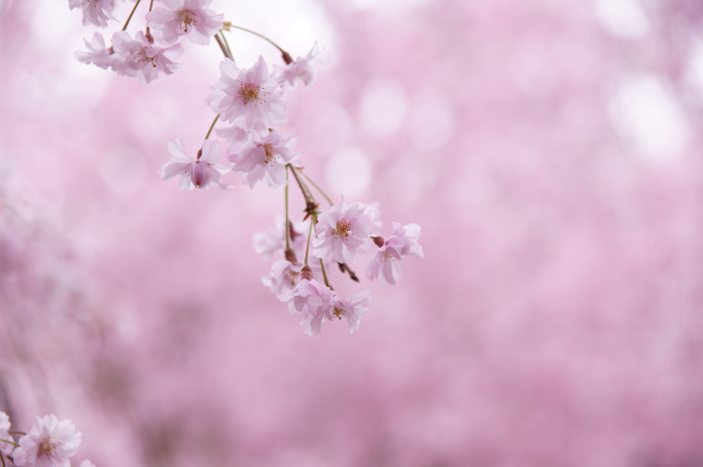 原谷苑の桜・その13