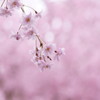 原谷苑の桜・その13