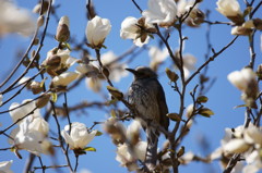 長居植物園のヒヨドリと木蓮