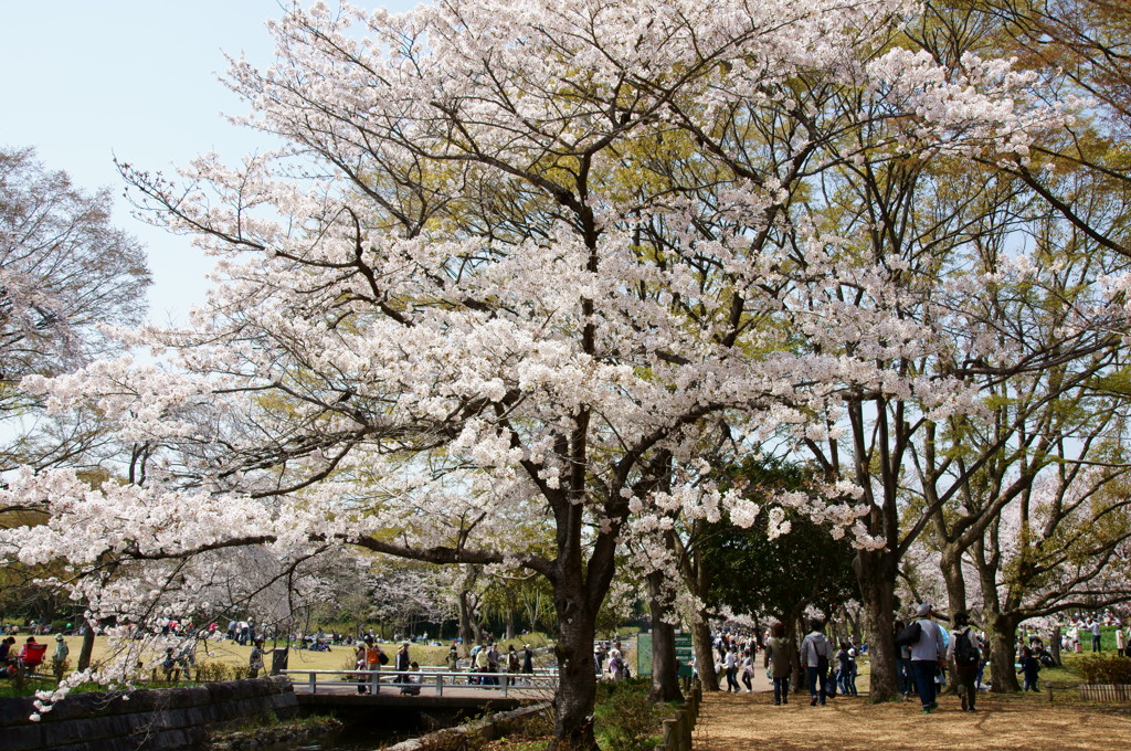 万博公園の桜・その4