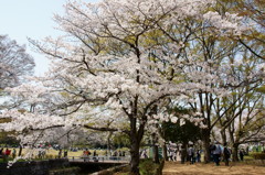 万博公園の桜・その4