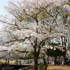 万博公園の桜・その4