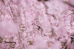 原谷苑の桜・その14
