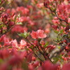 葛城山のツツジ・その2