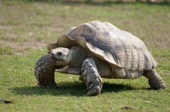 ゾウガメ