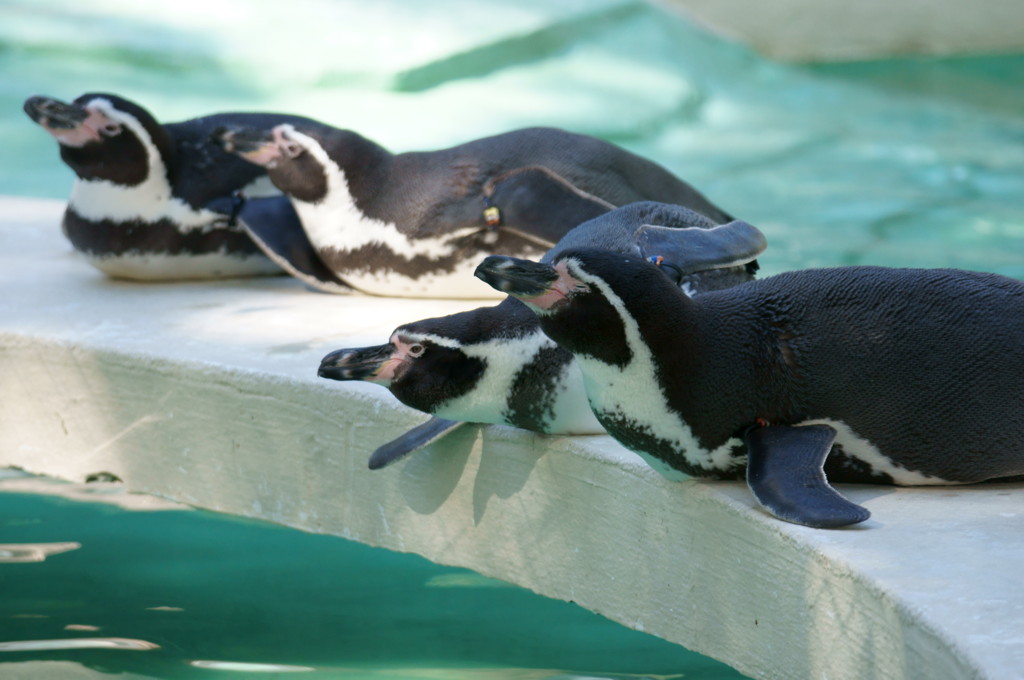 ペンギン