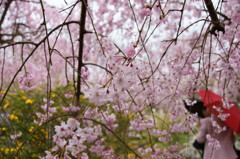 原谷苑の桜・その5