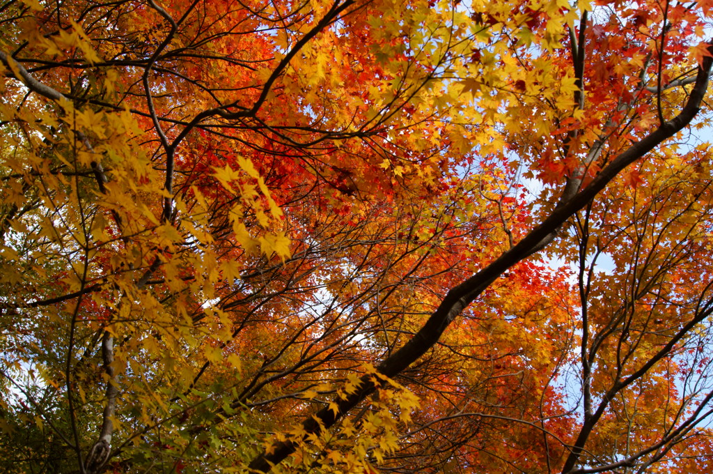 視界が紅葉