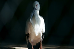 コウノトリ