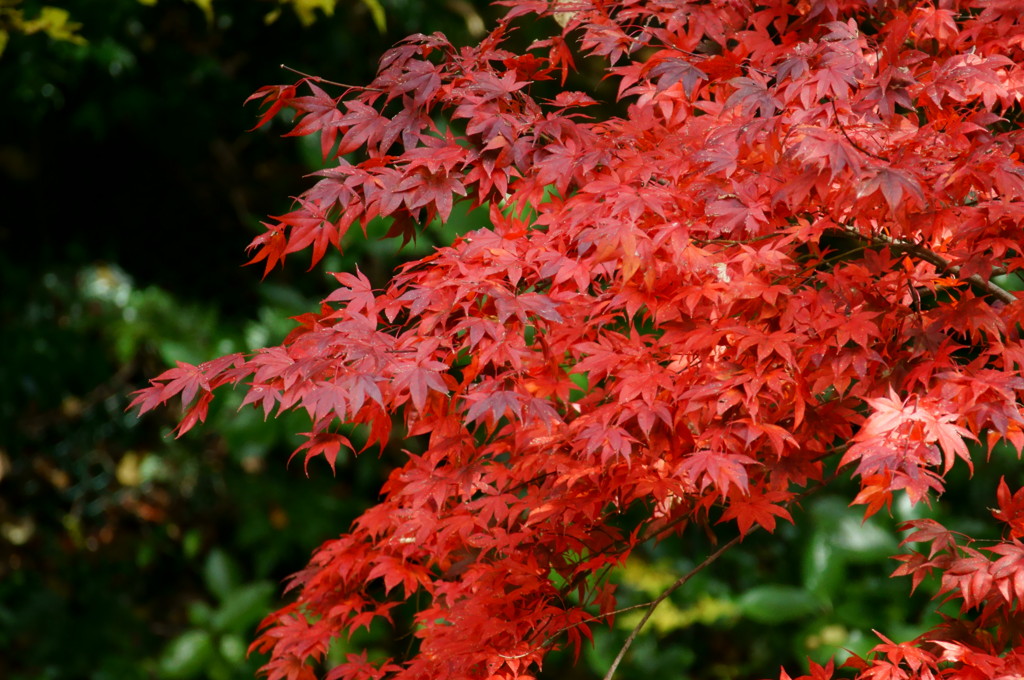 箕面の紅葉