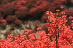 葛城山のツツジ・その6
