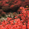 葛城山のツツジ・その6