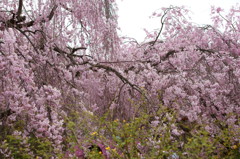 原谷苑の桜・その7