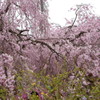 原谷苑の桜・その7