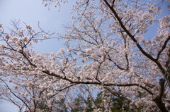 万博公園の桜・その10