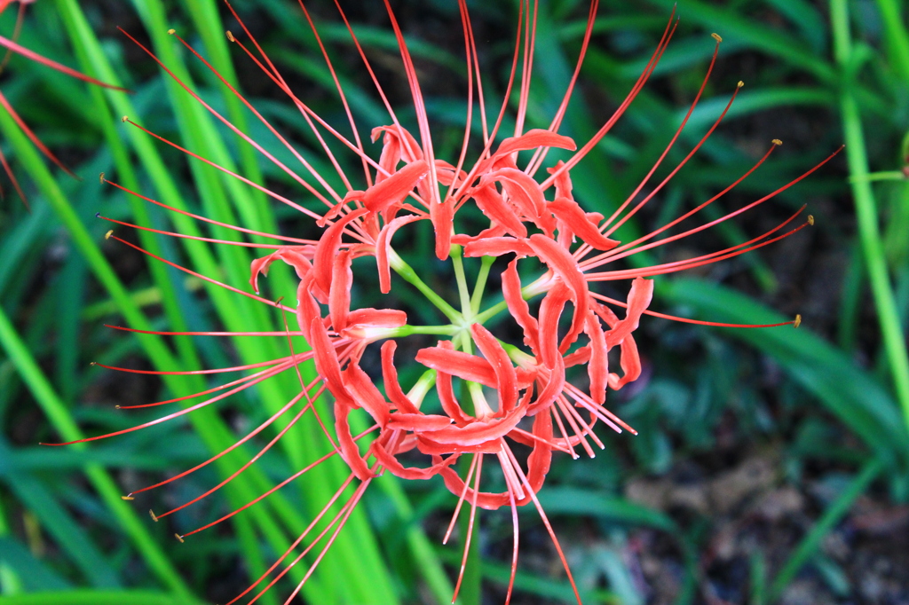 天上の花