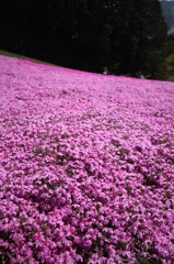 秩父の芝桜