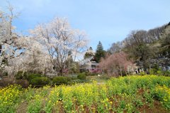 桜と菜の花