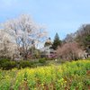 桜と菜の花