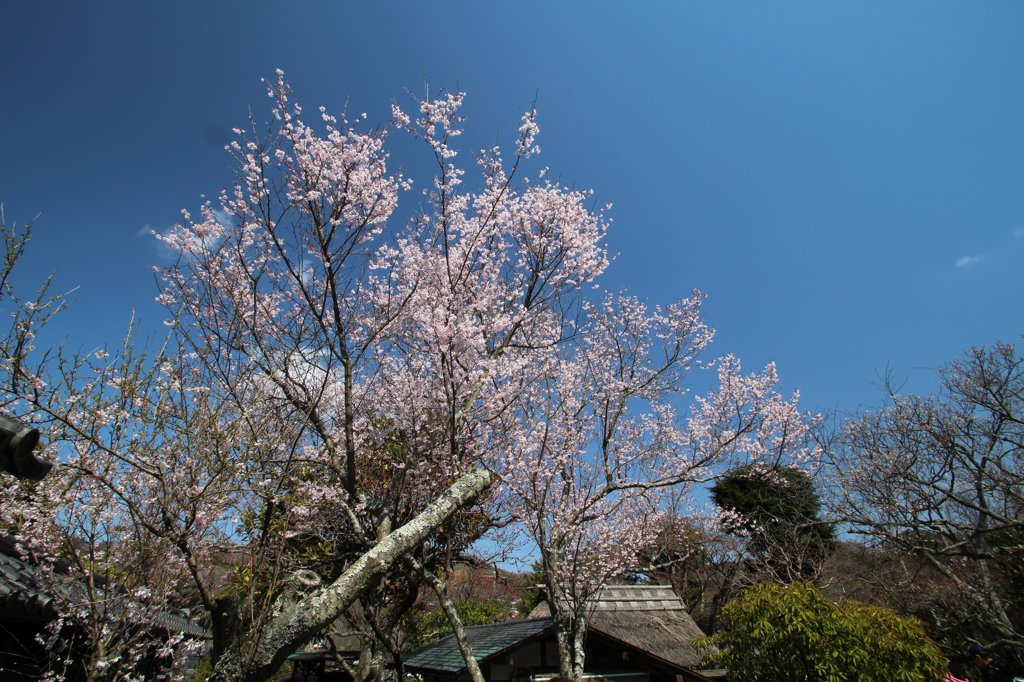 2012年4月鎌倉、東慶寺