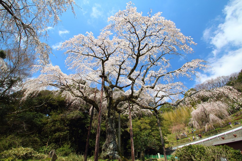 長興山紹太寺のしだれ桜