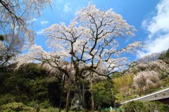 長興山紹太寺のしだれ桜