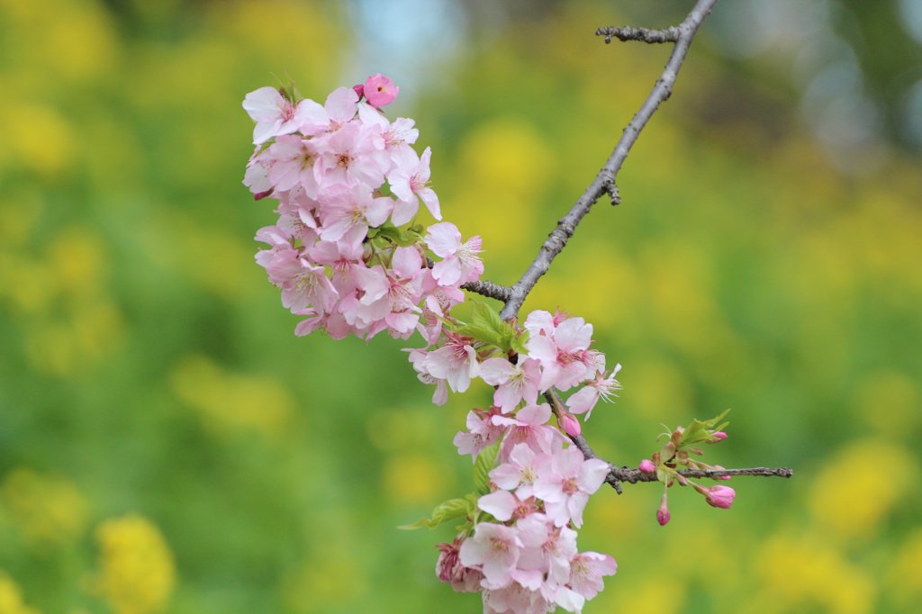 松田河津桜