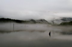 上高地大正池の朝靄