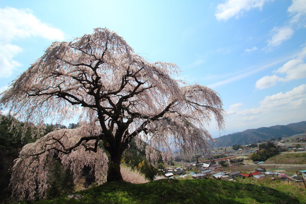丘の上の桜