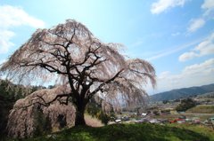 丘の上の桜