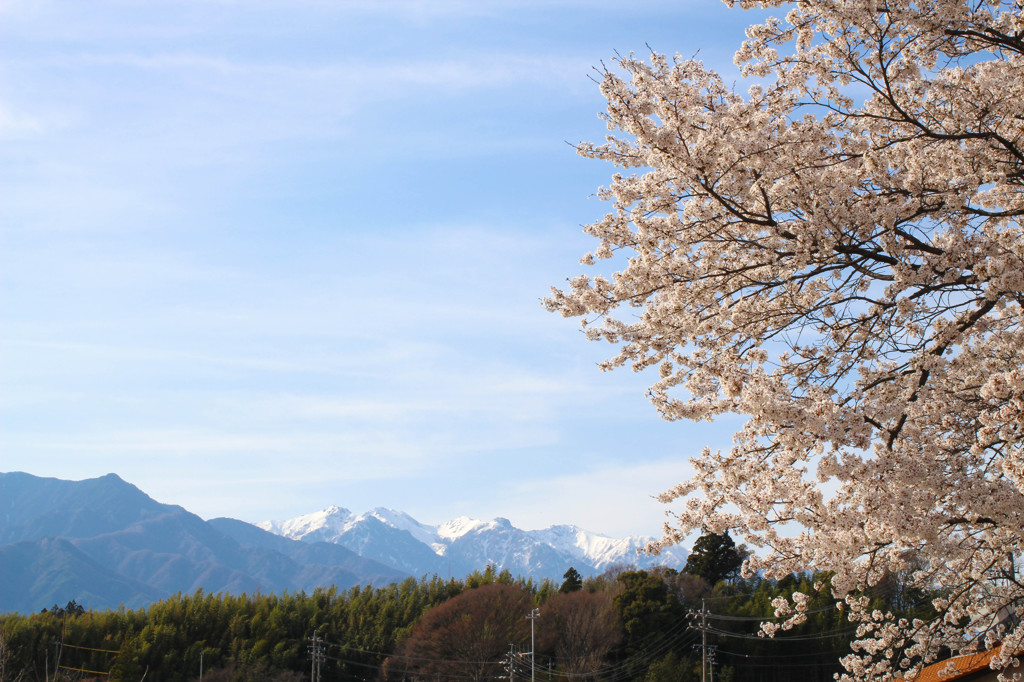 桜の先にはアルプス