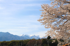 桜の先にはアルプス