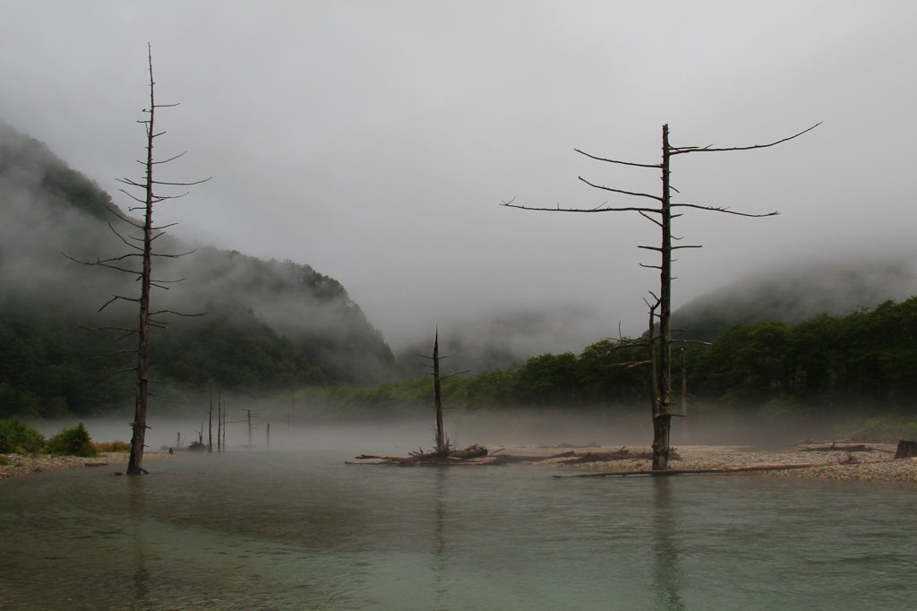 上高地枯れ木