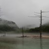 上高地枯れ木