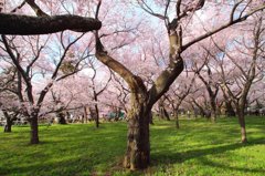 一面桜