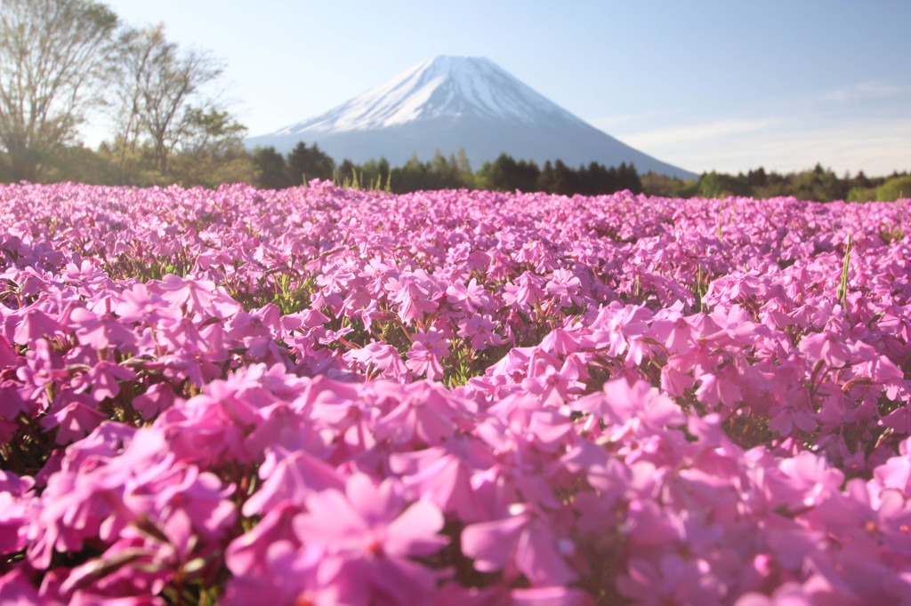 富士芝桜。
