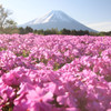 富士芝桜。