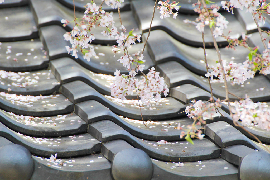 瓦桜