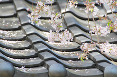 瓦桜