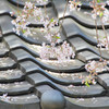 瓦桜