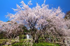 春の桜