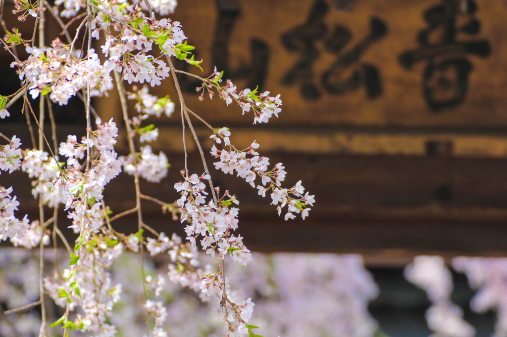 お寺の入り口