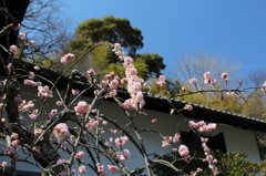 2012年4月鎌倉、東慶寺