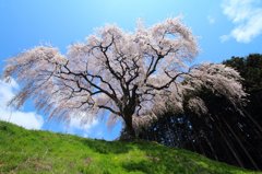 のんびり桜