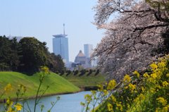 桜、菜の花、国会議事堂